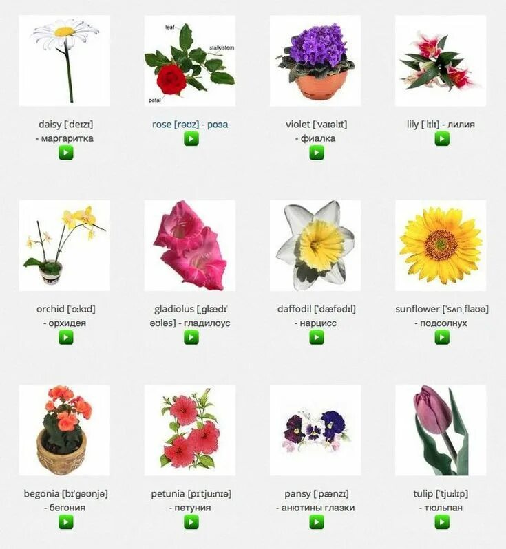 Названия цветов растений. Названия цветов на английском. Цветы названия на русском языке. Цветы назваан.