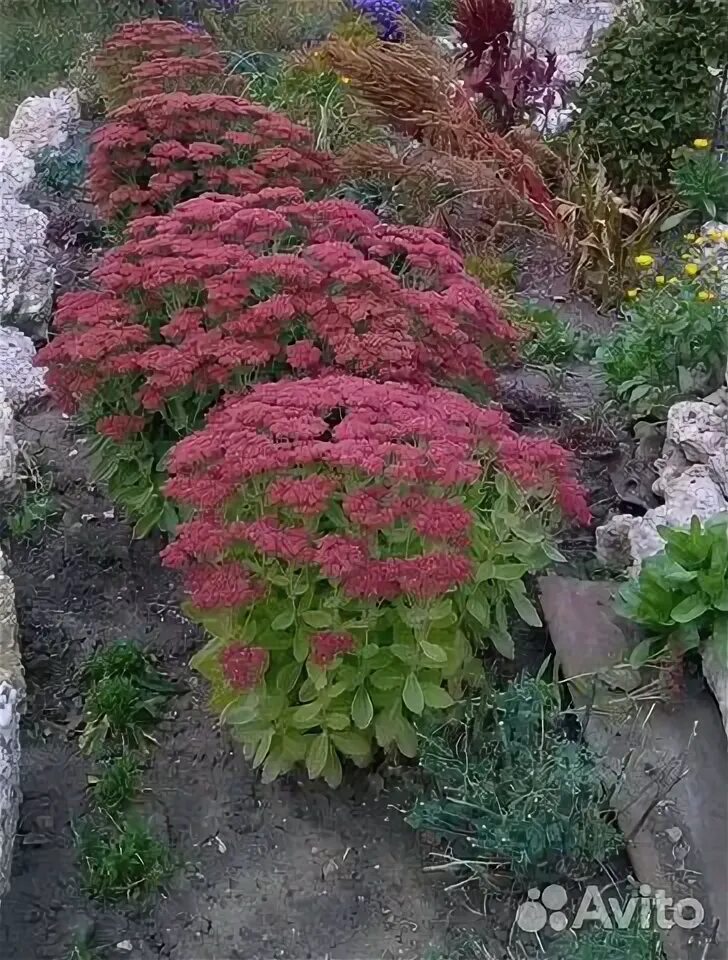 Sedum and stachys Plants, Beautiful gardens, Plant combinations