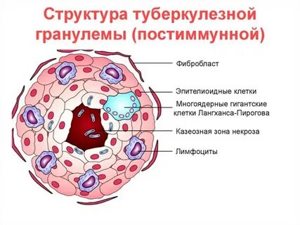 Клетки при гнойном воспалении