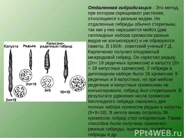 Гибридизация растений. Отдаленная гибридизация. Гибридизация растений примеры. Отдалённая гибридизация растений. Почему гибриды бесплодны