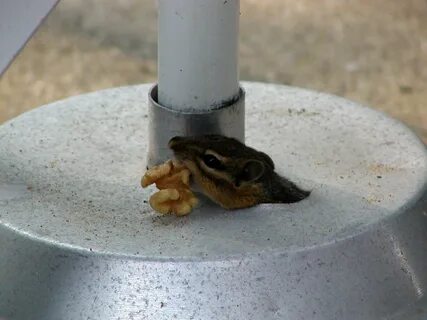 He came out to get the walnut bait we had put within his reach. 