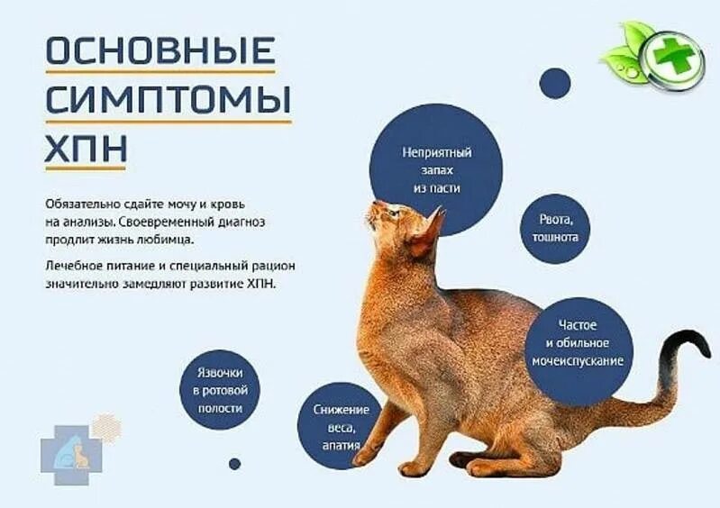Кот у ветеринара. Кот у ветеринара. Кошка в ветклинике. Кошка в ветклинике. Гастрит симптомы и лечение.