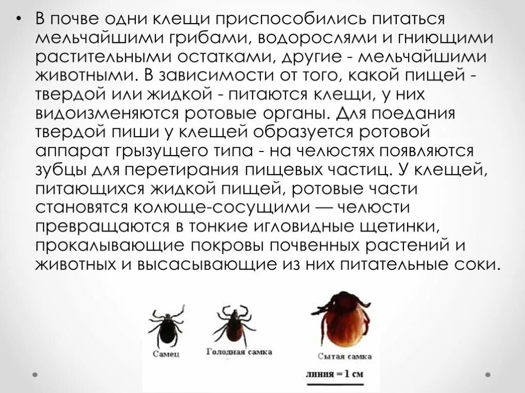Клещи информация. Доклад о клещах 7 класс биология. сведения о таежном клеще. клещи сообщение. сообщение про клещей.