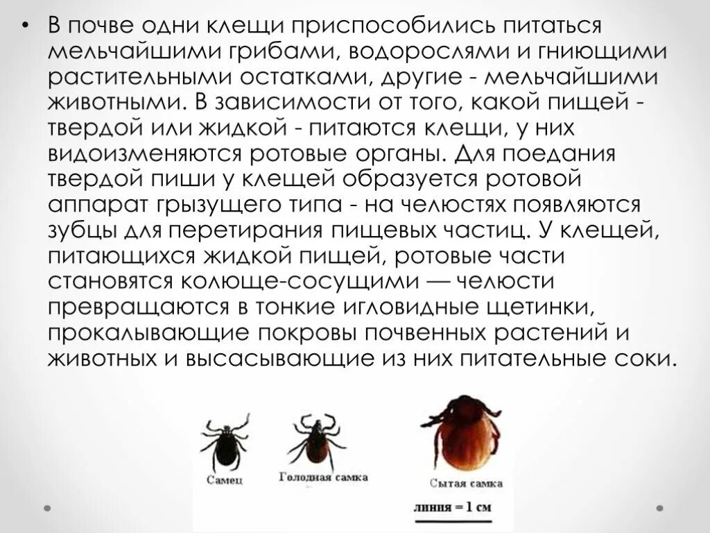 Представляют ли опасность для человека личинки таежного. Доклад о клещах 7 класс биология. Сведения о Таежном клеще. Клещи сообщение. Сообщение про клещей.