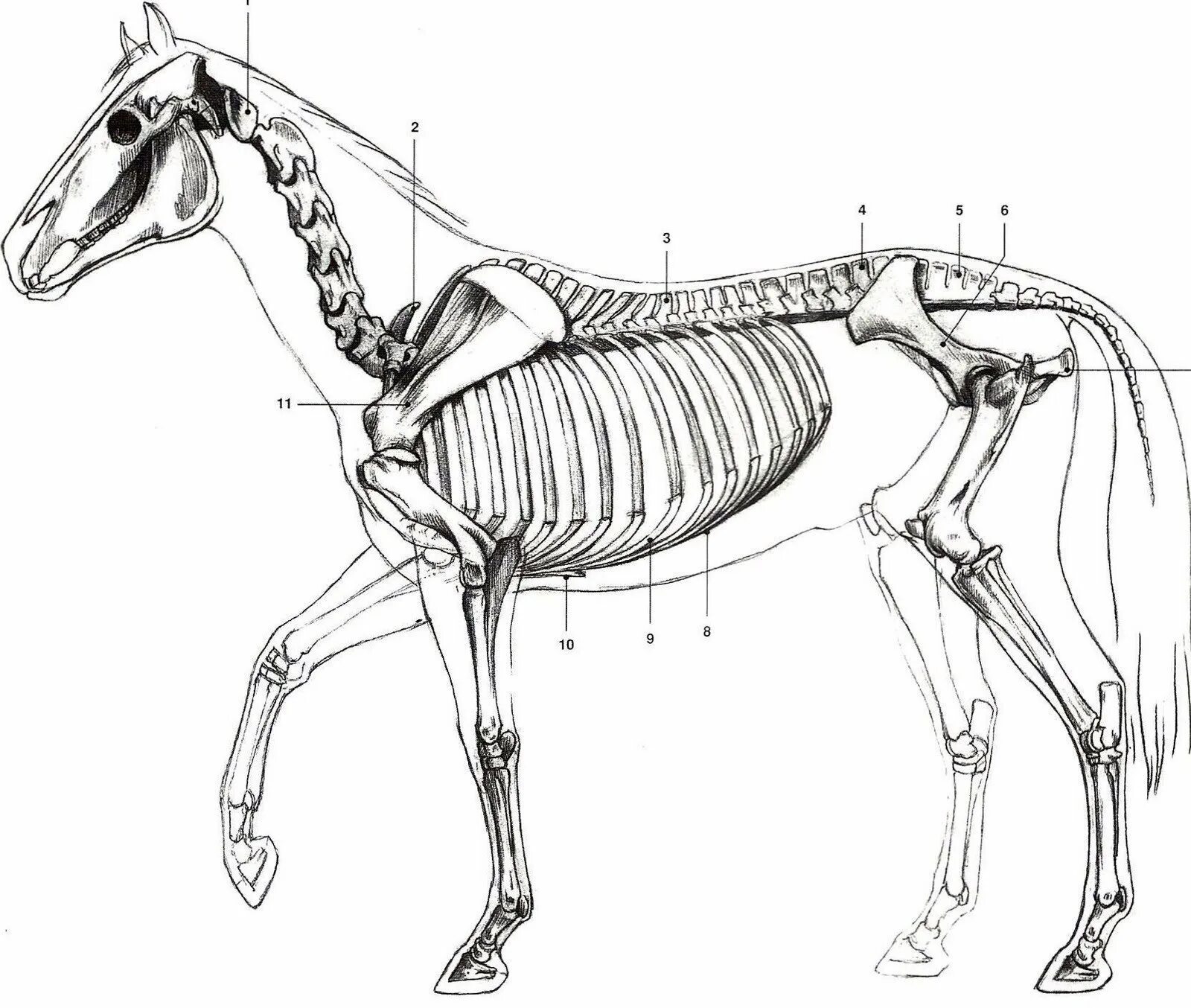 Осевой скелет лошади анатомия. Непарнокопытные анатомия лошади. Строение скелета лошади анатомия. Скелет коня анатомия.