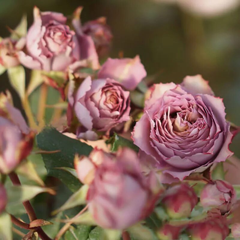 роза мияко роза. роза калиоказали. сорт розы шахерезада. роза японская шиоли. японские розы энциклопедия роз.