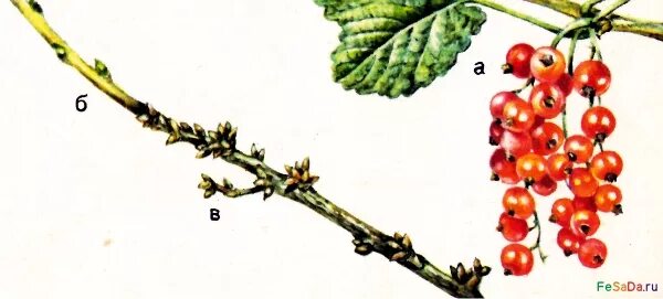 Побег черной смородины. Размножение черной смородины черенками весной. Побег смородины. Размножение отводками это в биологии. Черенкование клена.