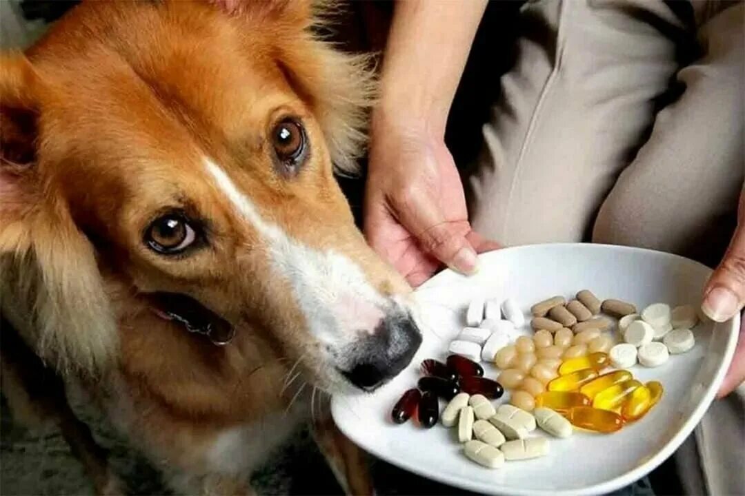 Не ешьте животную пищу