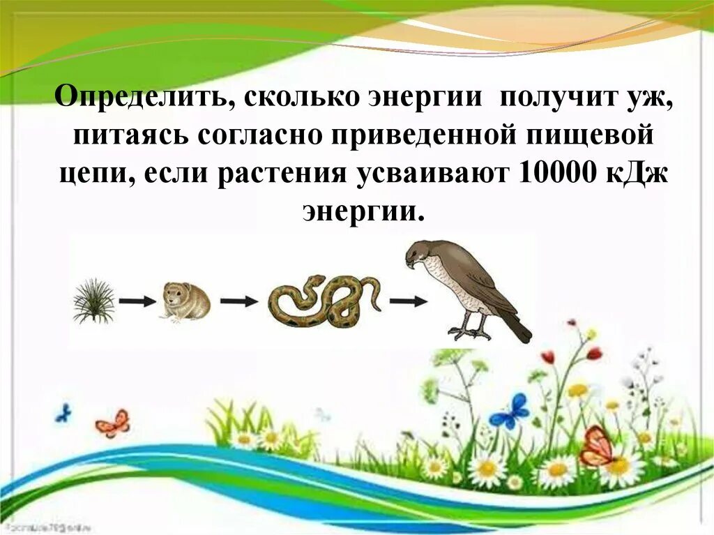 Ошибки в тексте пищевые цепи. Цепи питания примеры. Цепь питания ужа. Решение задач по пищевым цепям. Цепи и сети питания.