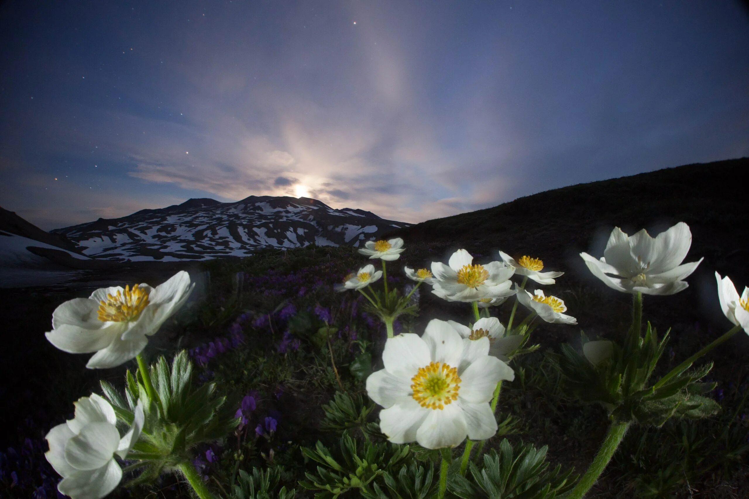 Первозданный цветок. Дикая природа России National Geographic. Дикие цветы. Цветы ночью. Красивые цветы ночью.