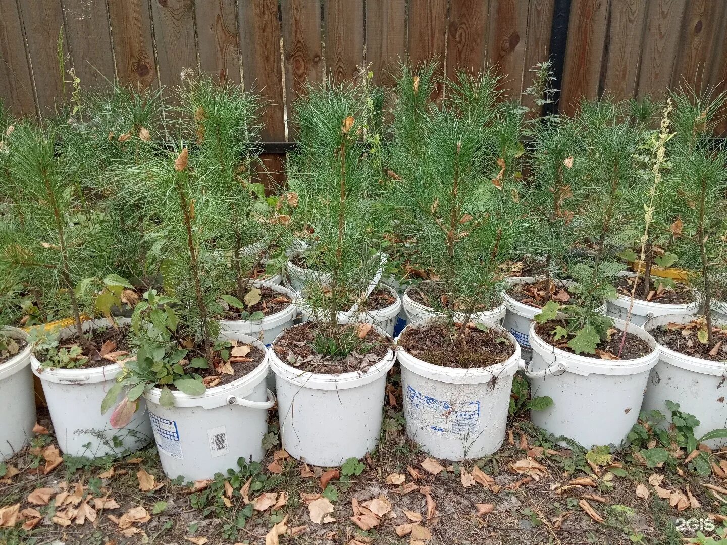 Питомник хотьково саженцы кедра. Питомник саженцев. Питомники сибири саженцы. Сосна горная сеянец. Питомники сибири саженцы.