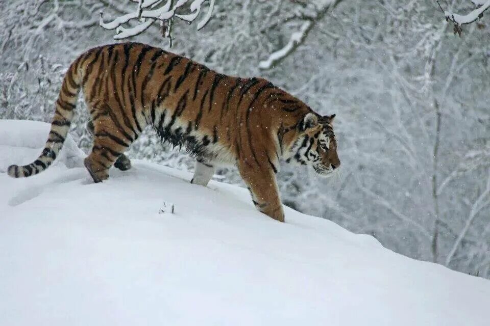 тигр январь. амурский тигр 4к. уссурийская тайга амурский тигр. тигр январь. январский тигр.