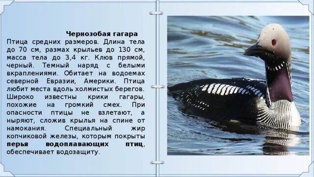 Гагара размер. Европейская чернозобая гагара. птица чернозобая гагара. чернозобая гагара обитают. чернозобая гагара красная книга краткое описание.
