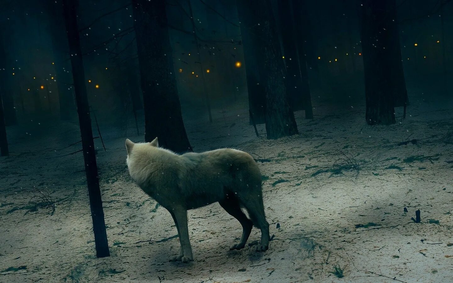 Волк выходит ночью. Волк в ночи. Ночные волки. Волк в лесу ночью. Одинокий волк.