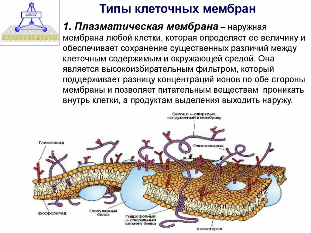 Типы клеточных мембран. Классификация мембран клетки. Плазматическая мембрана Тип клетки. Функция мембраны клетки является