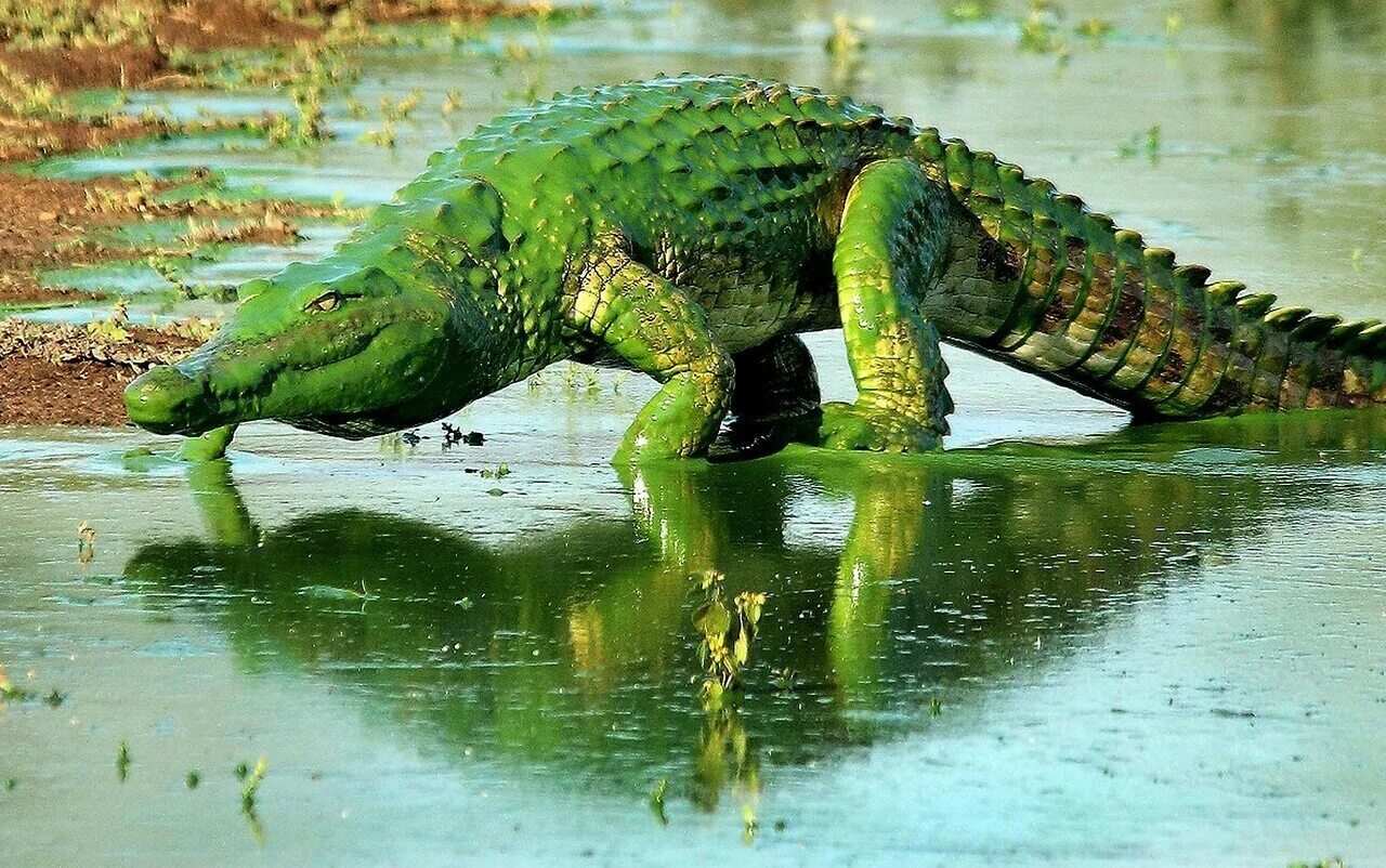Какой крокодил зеленый. Нильский Аллигатор. Гребнистый крокодил зеленый. Зелёный Нильский крокодил. Пресмыкающиеся Аллигатор.