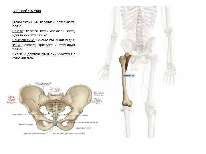 Правая лонная кость. Лобковая кость верхняя ветвь. Лонная кость верхняя ветвь. Шероховатая линия бедренной кости. Перелом верхней и нижней ветви лобковой кости справа.
