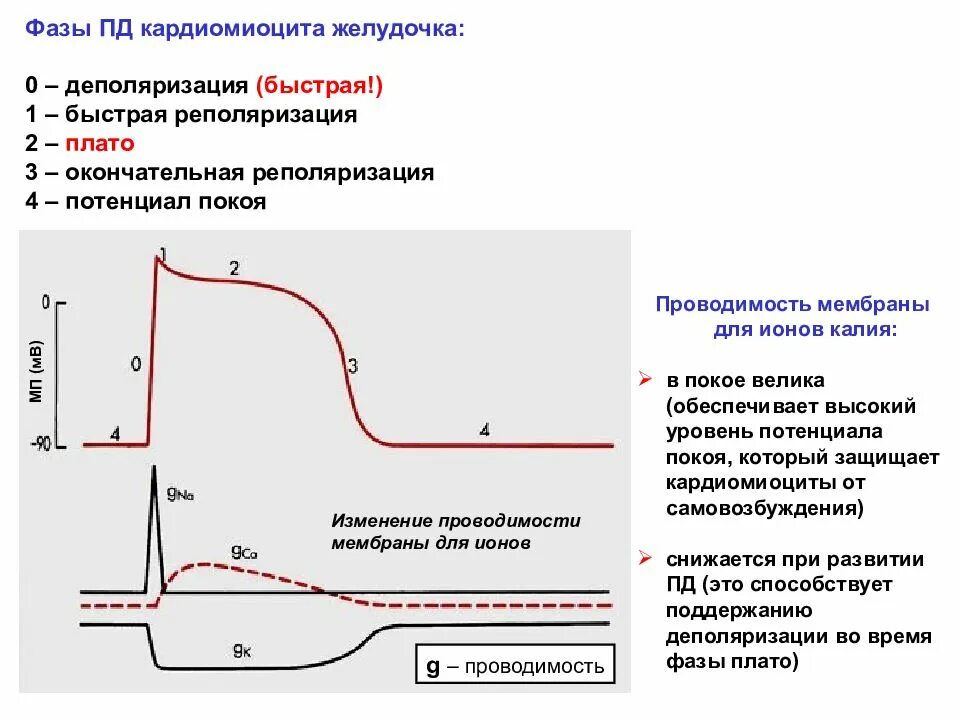 Фазы Пд типичного кардиомиоцита. Фазу плато типичного кардиомиоцита определяют ионные токи. Потенциал действия миоцитов желудочков. Фазы потенциала действия кардиомиоцита. Пд токи