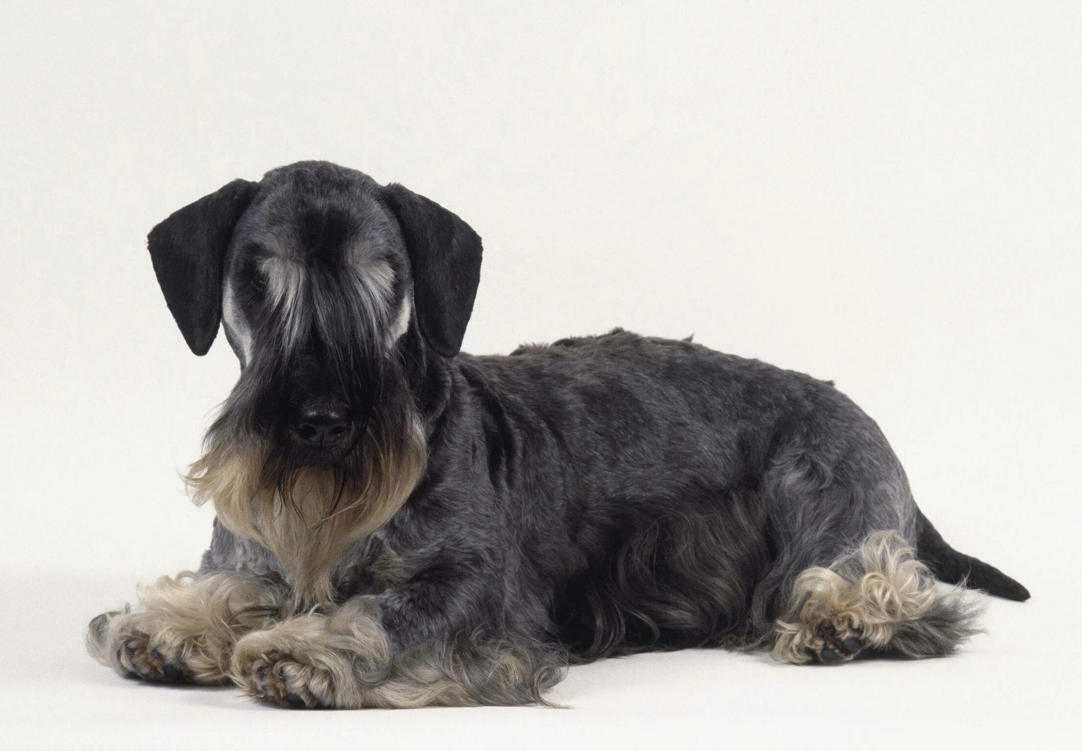 Чешский богемский терьер. Скай терьер чешский терьер. Чешский богемский терьер. Чешский терьер. Богемский терьер.