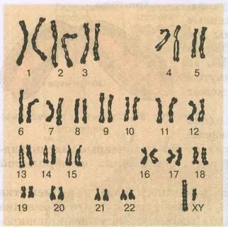 В кариотипе козы 60