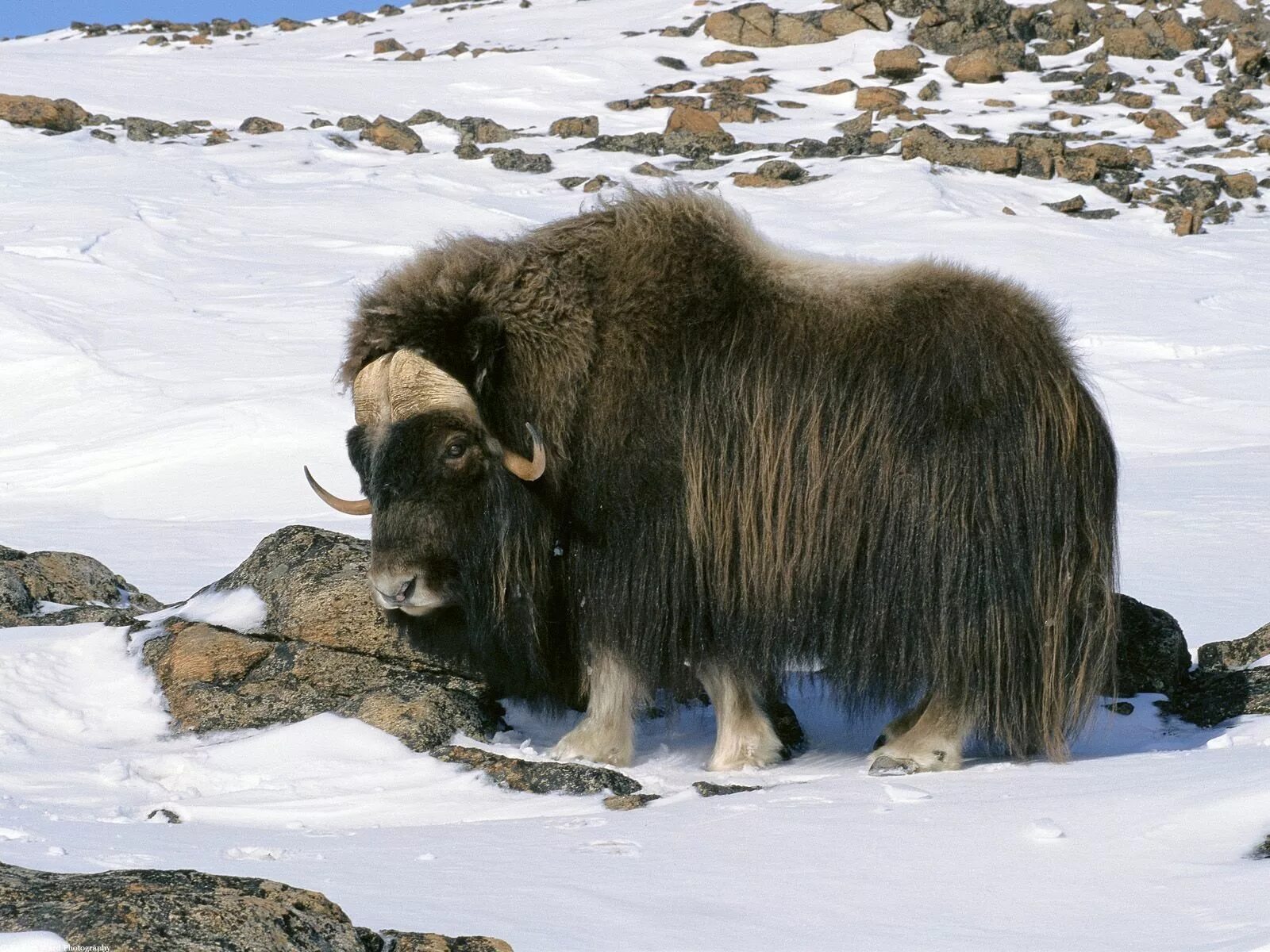 Обитатели аляски. Овцебык Гренландия. Овцебык в Арктике. Овцебык в тундре. Овцебык самка.