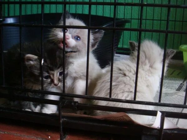 Приют для кошек рыбинск. Приют для котят для маленьких котяток. Котиков которые продаются в приюте для животных. Приют для животных в Великом Новгороде. Приют для животных Евпатория.
