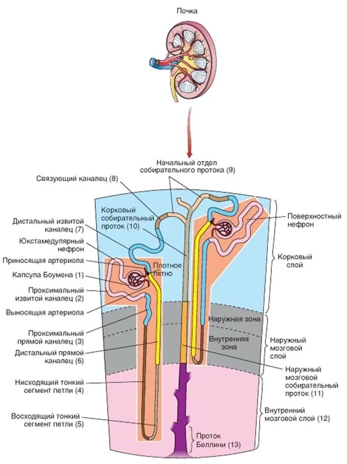Физиология почек мочеобразование. Строение нефрона физиология мочеобразования. Канальцы почек физиология. Схема нефрона физиология. Моча из капсулы нефрона поступает