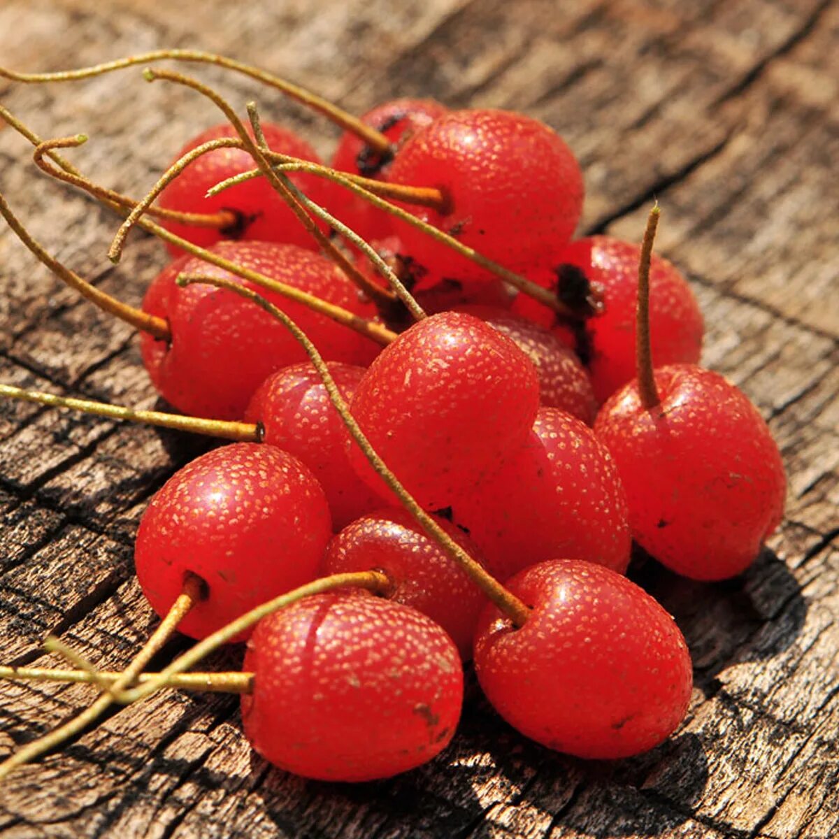 ягода жизни. ирга и черная рябина. интересные факты о клюкве. гуми ягода. клюква четырехлепестная.