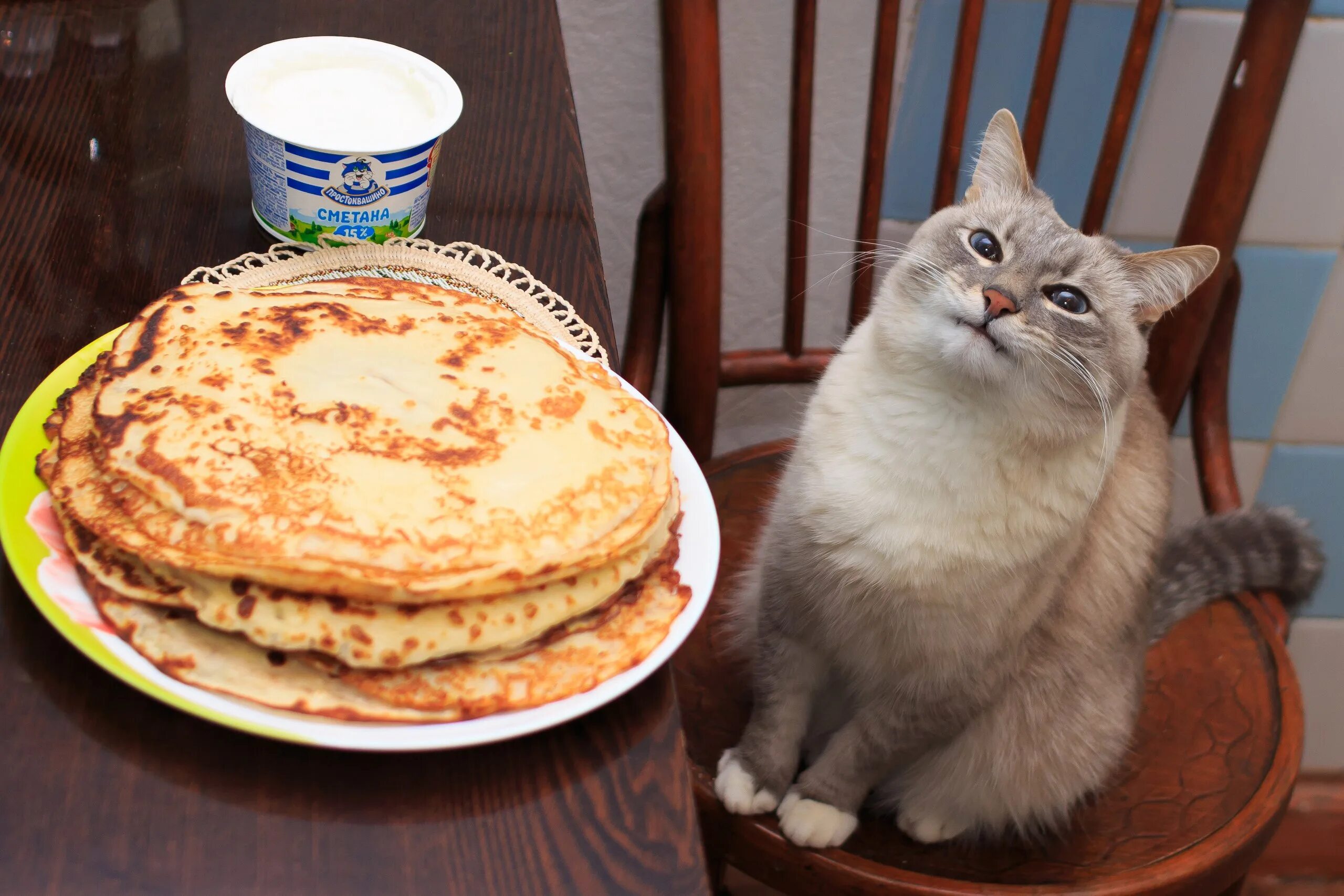 Кот с блинами оригинал