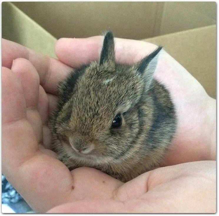 Язык tiny bunny. Tiny bunny животные.