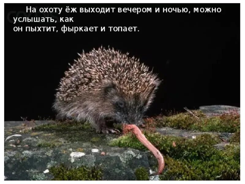 Ежик червяк. Ежик червяк. Ежик ест червяка. Еж завтракает. Ежик червяк.