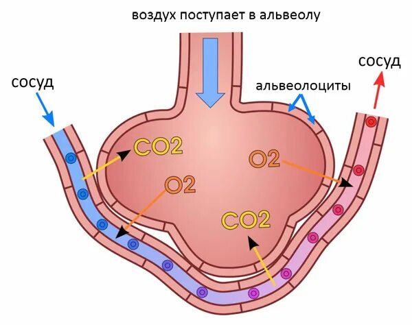 Воздух поступает в альвеолы. Газообмен в альвеолах легких. Процесс газообмена в альвеоле. Газообмен между альвеолой и капилляром. Схема газообмена в альвеолах.