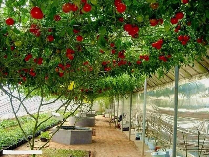 Tree tomatoes
