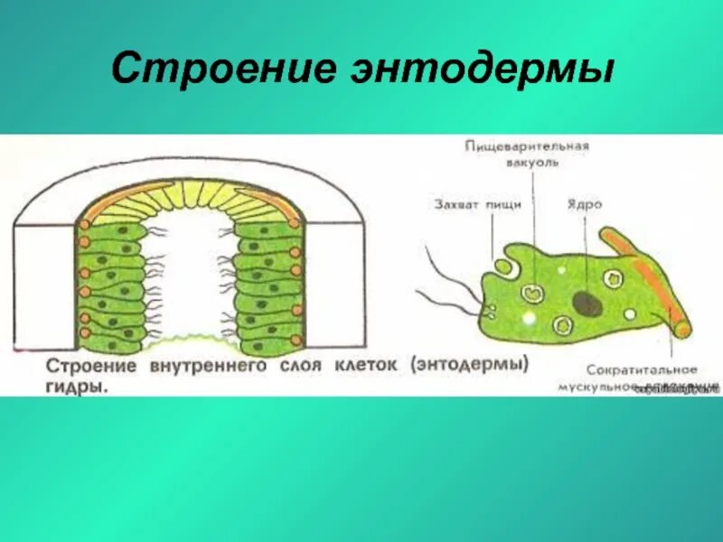 Типы клеток эктодермы гидры. Строение внутреннего слоя гидры. строение пищеварительной мускульной клетки гидры. строение энтодермы. эпителиально мускульные клетки гидры энтодерма.