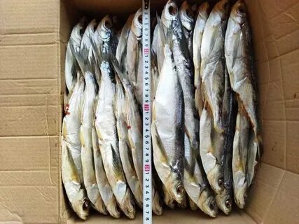 Рыба опт астрахань