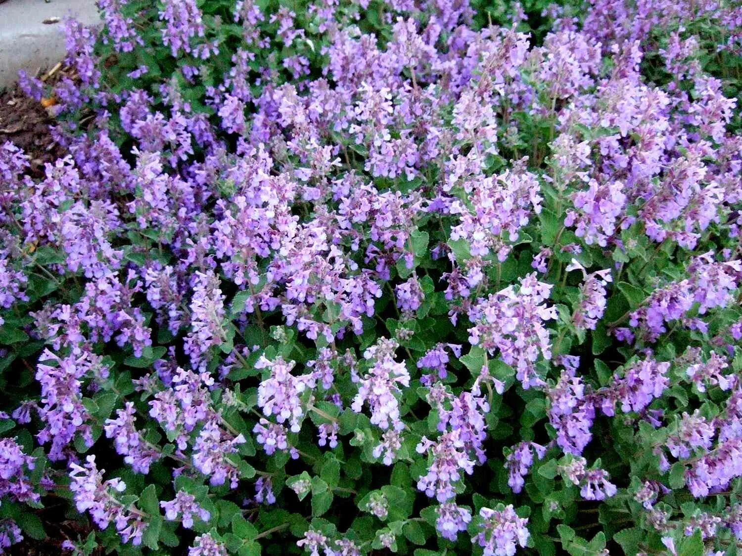 Котовник сорта и виды. Котовник (nepeta). котовник фассена (кошачья мята). котовник фассена и муссини. котовник голубая пантера.
