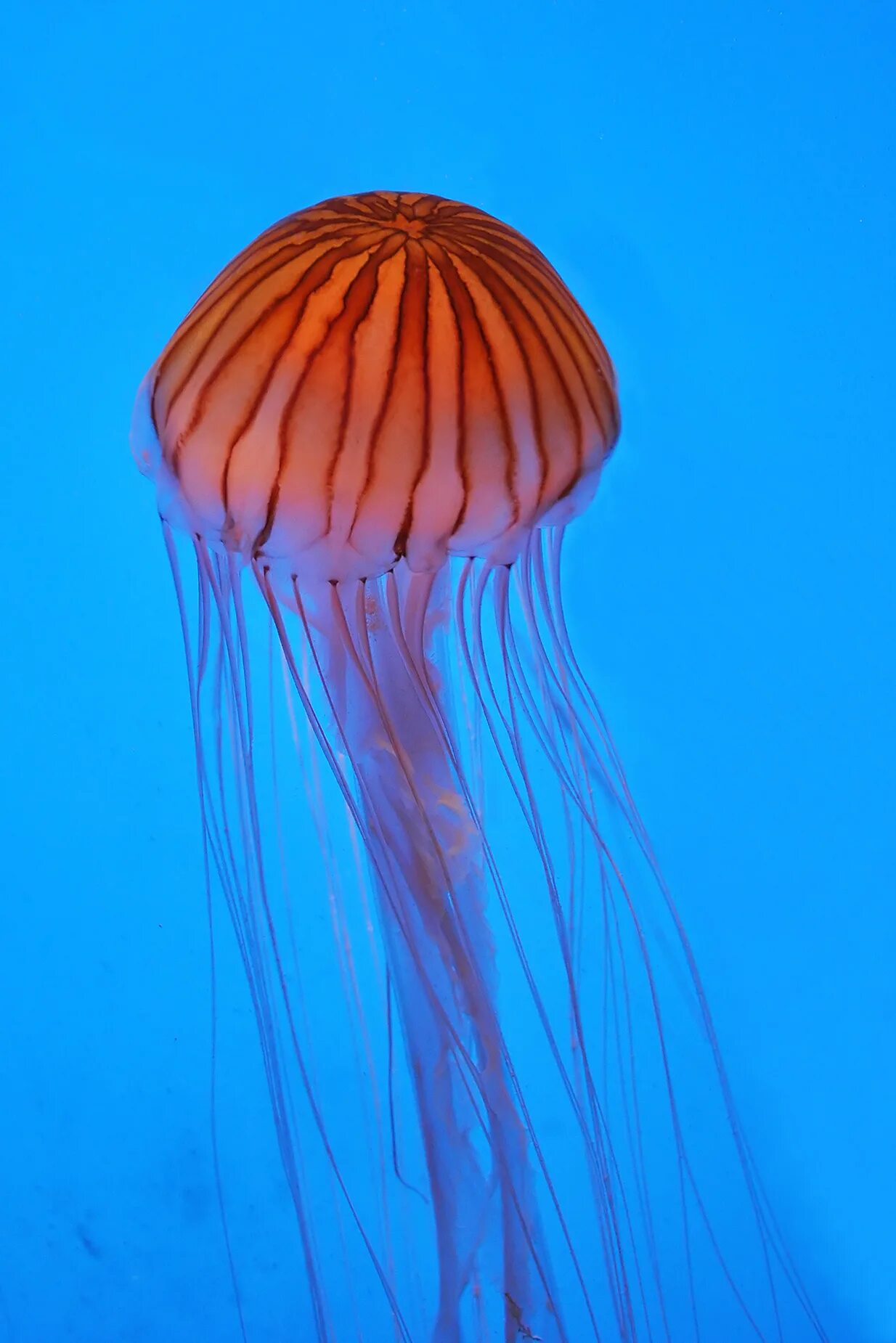 Морская крапива. Scyphozoa Сцифоидные медузы. Морская крапива (Chrysaora). Медуза хризаора. Хризаора Тихоокеанская.