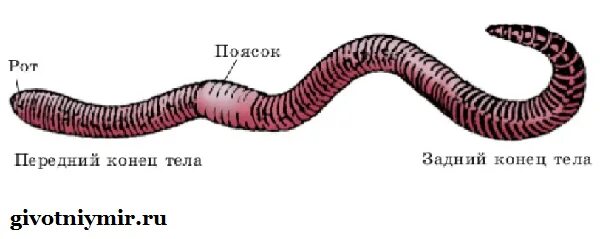 Дождевой червь 5 класс биология. Малощетинковые черви рисунок. Малощетинковые кольчатые черви строение. Дождевой червь строение поясок. Спинная и брюшная часть тела дождевого червя.