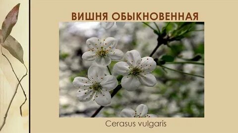 Систематика вишни курильской