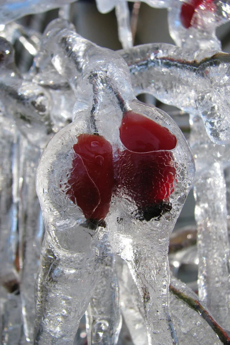 чем можно растаять лед