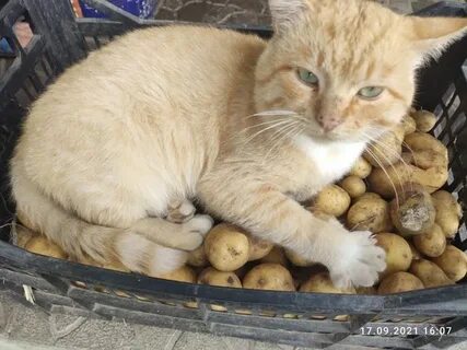 Можно котам картошку вареную