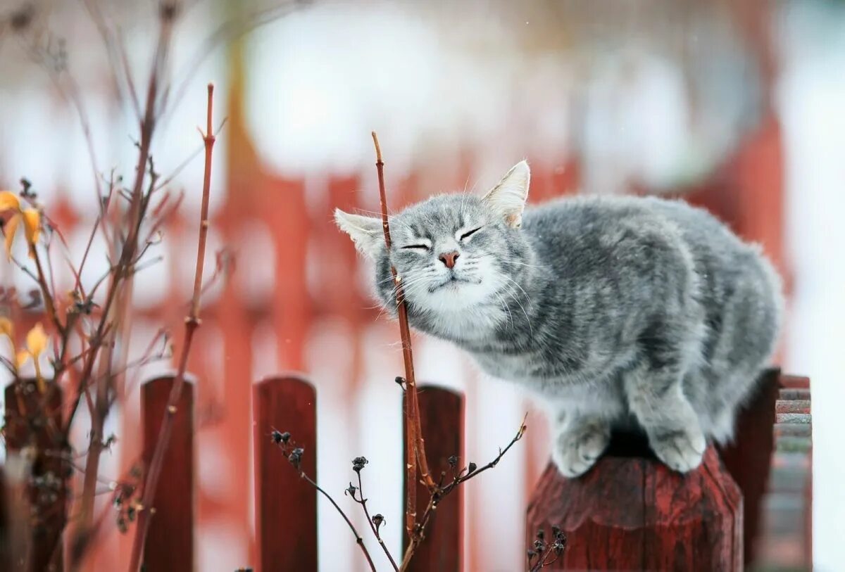 Начинаем ждать весну. Весенний котик. Настроение весны. Мартовский кот.