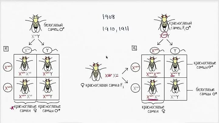 Опыт с мухой. Мушка дрозофила генетика. Дрозофила Морган. Опыты Томаса Моргана с дрозофилами. Мушки дрозофилы закон.