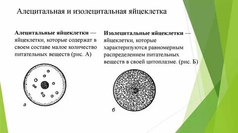 Яйцеклетка человека изолецитальная