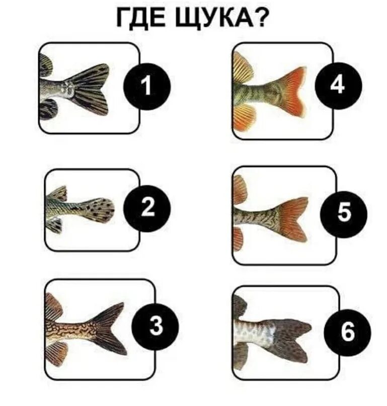 Определить рыбка