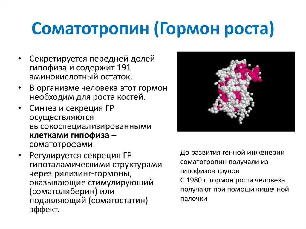 Соматотропин человека