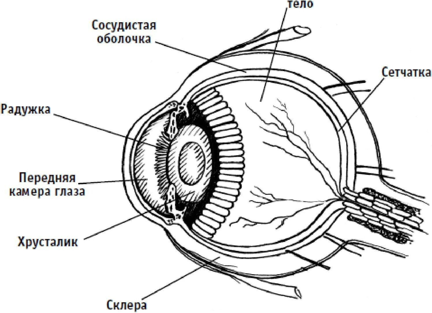 Глаз окружение. Светопреломляющие среды глаза анатомия. Наружное строение глаза. Строение глаза без подписей. Светопреломляющий аппарат глаза.