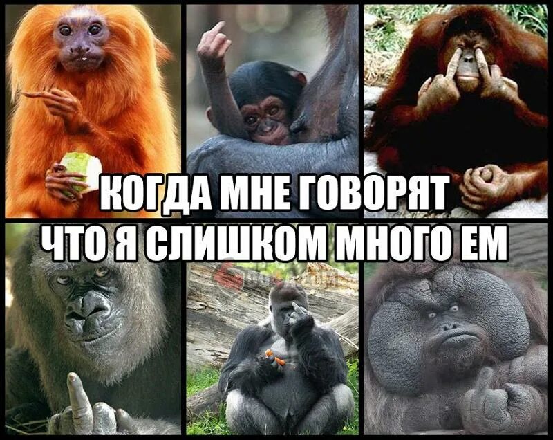 У аа у аа обезьяны. Мармозетка игрунка. Обезьяна аааа. Огненная обезьяна. Национальный парк джозани занзибар.