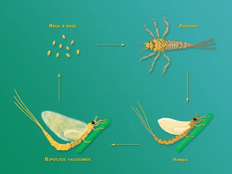 Какой тип развития характерен для стрекозы. Поденка цикл развития. Жизненный цикл поденки. Поденки размножение. Подёнки метаморфоз.