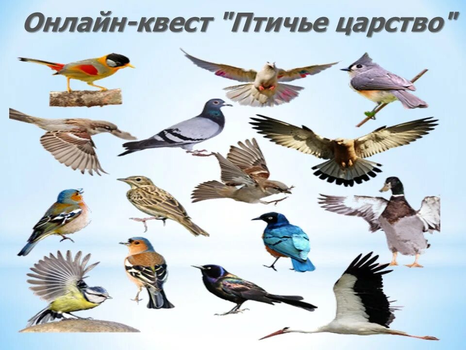 Царство птиц для детей. Птичий зоопарк в грайвороне. Зоопарк грайворон птичье царство. Птичье царство. Птичье царство.